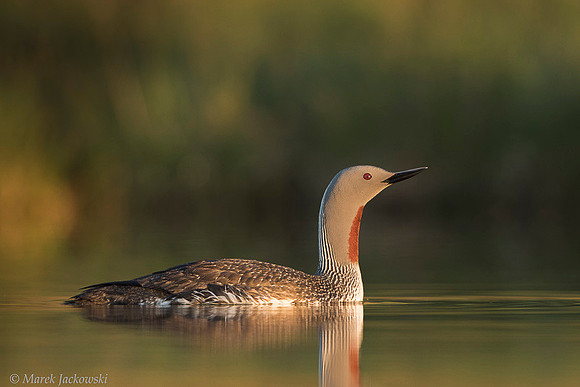Red-throated diver  Nur rdzawoszyi