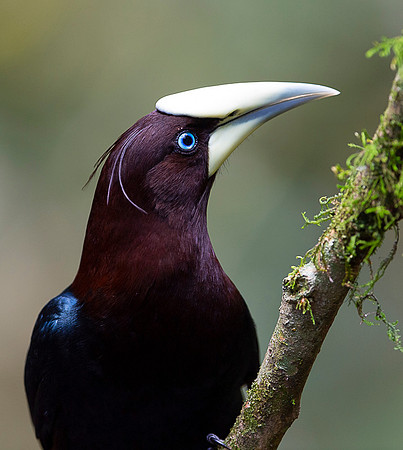 Chestnut-headed oropendola