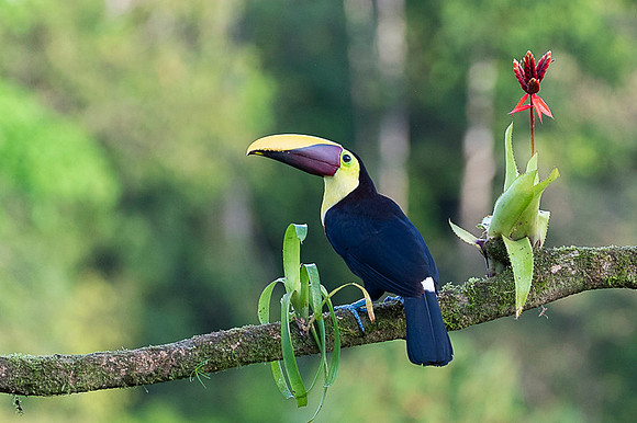 Chestnut-mandibled Toucan