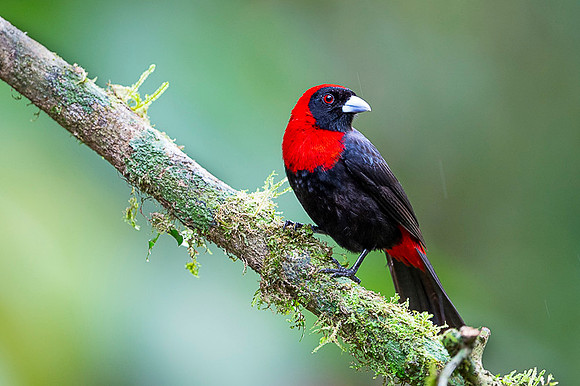 Crimson-collared Tanager