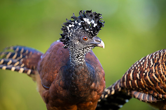 Great Curassow