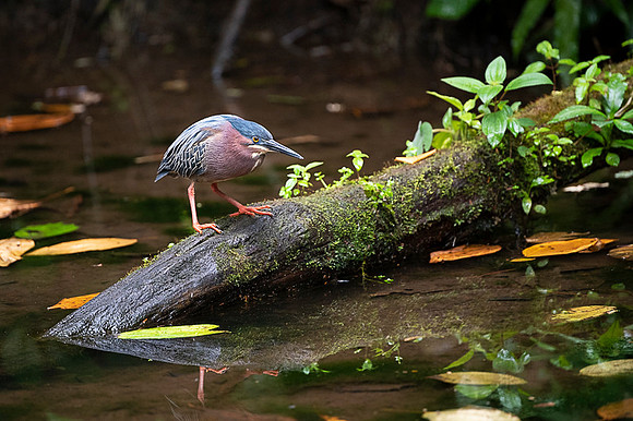 Green Heron