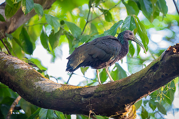 Green Ibis