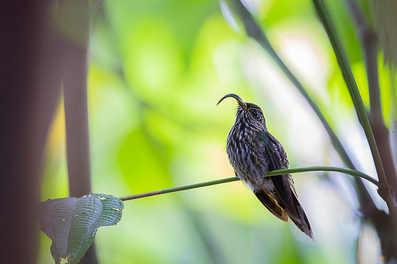 White-tipped sicklebill