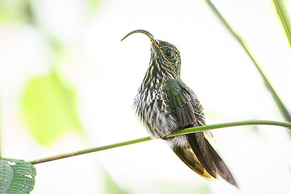 White-tipped sicklebill
