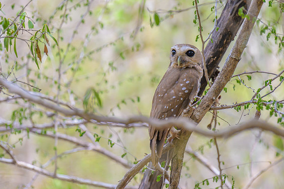 White browed owl