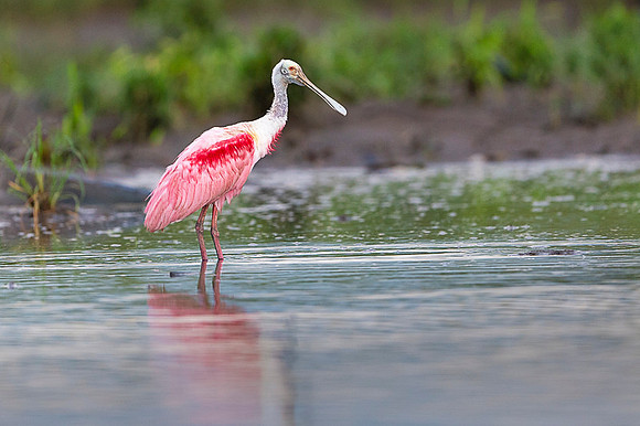 Roseate Spoonbill