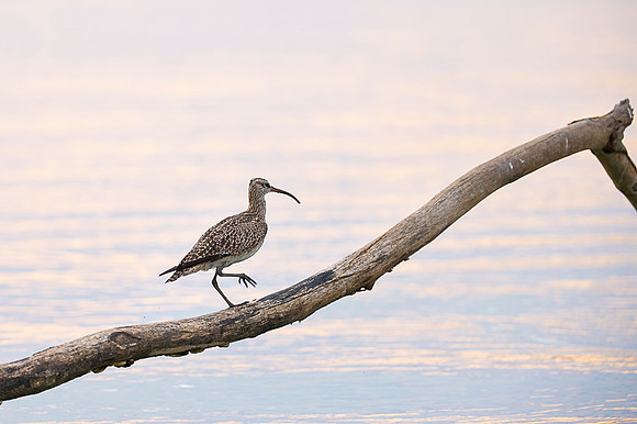 Whimbrel