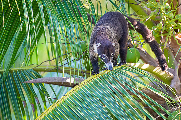 White-nosed Coati