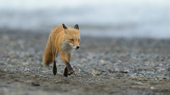 Red fox