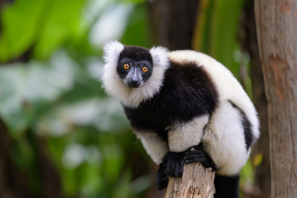 Black-and-white ruffed lemur