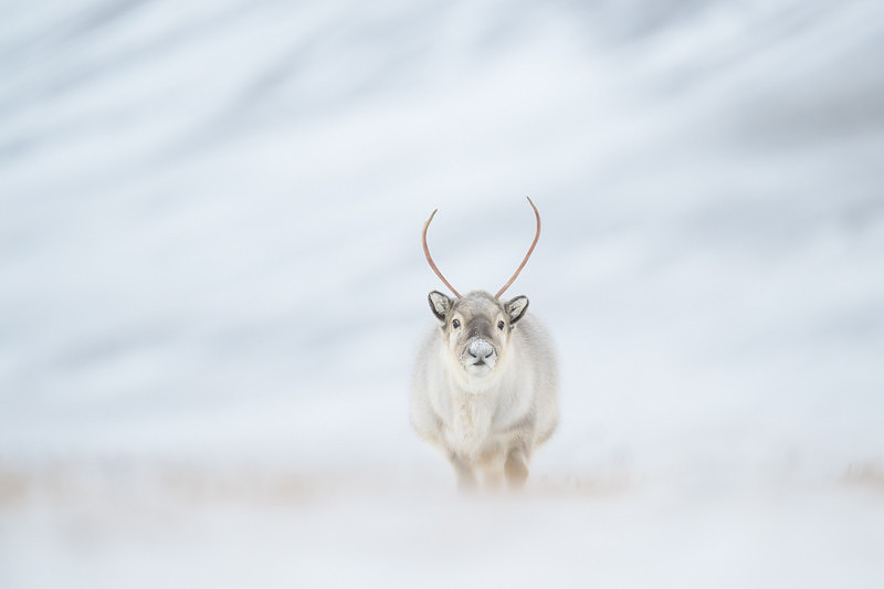 Svalbard Reindeer