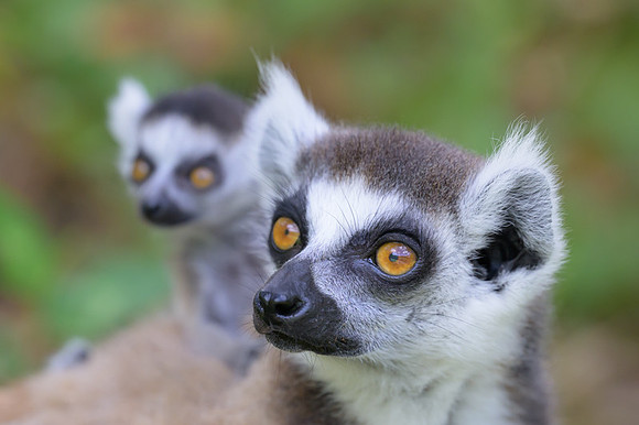 Ring-tailed lemurs