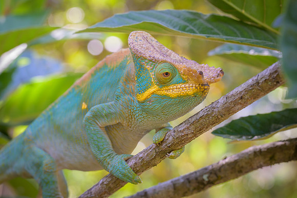 Parson's chameleon