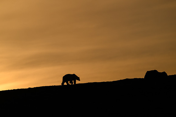 Polar bear