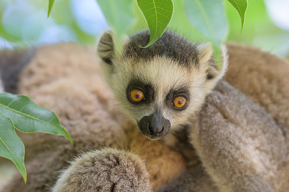Ring-tailed lemurs