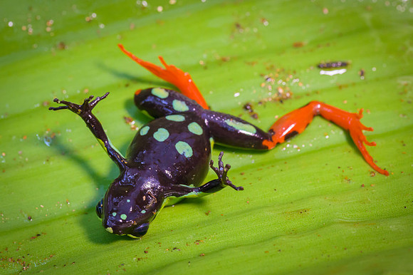 Variegated golden frog