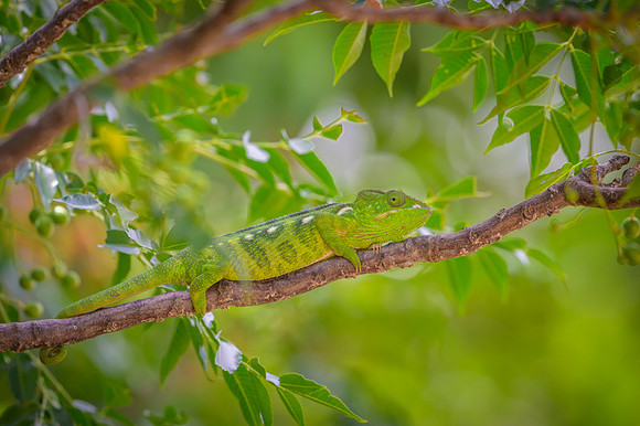 Malagasy chameleon