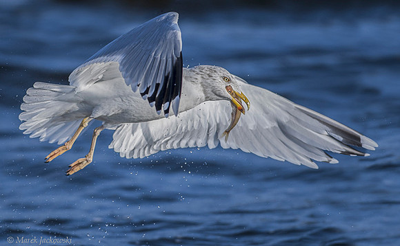 Common Gull / Mewa pospolita
