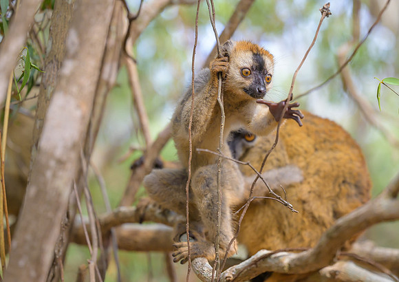 Red-fronted brown lemur