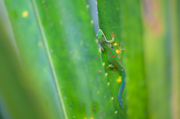 Peacock Day Gecko