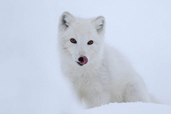 Arctic fox White