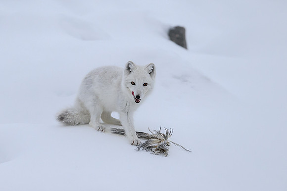 Arctic fox White