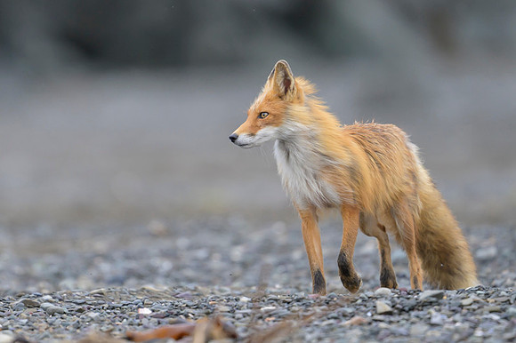 Red fox
