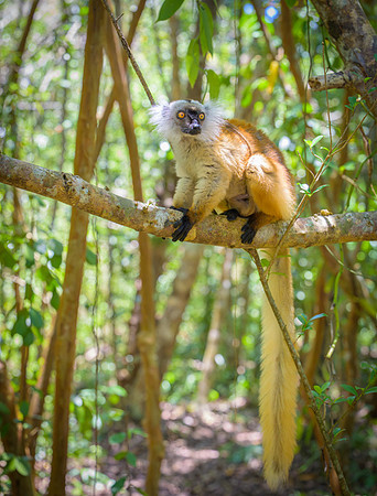 Lemur Macaco