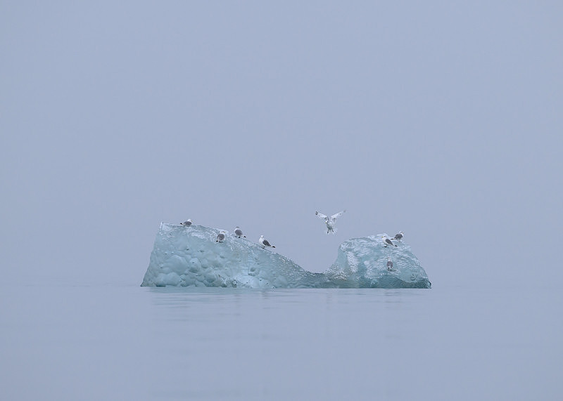 Kittiwake