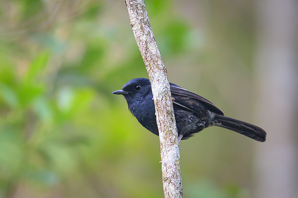 Madagascar magpie-robin