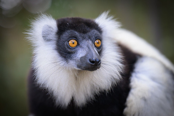 Black-and-white ruffed lemur