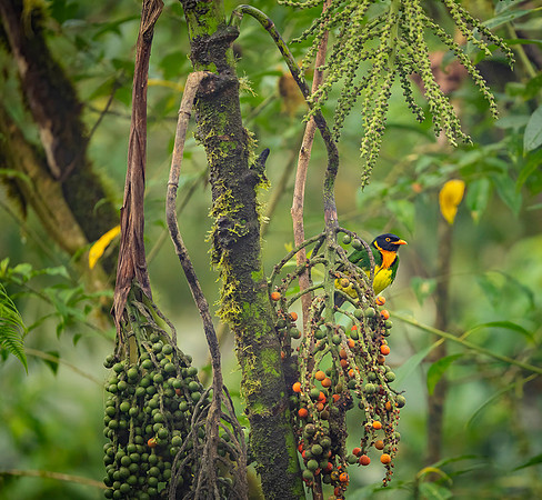 Orange-breasted Fruiteater