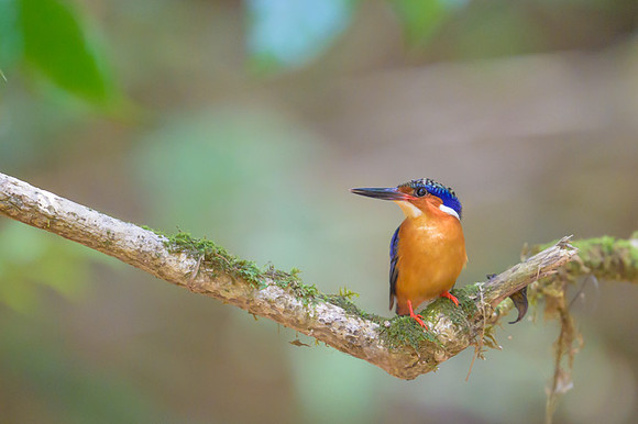 Malagasy Kingfisher