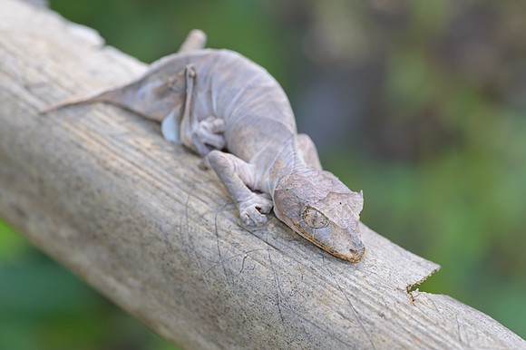 Satanic Leaf-Tailed Geko