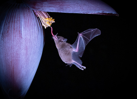 Nectar feeding bat