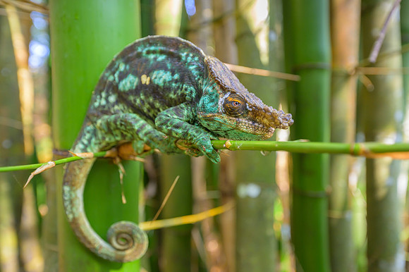 Parson's chameleon