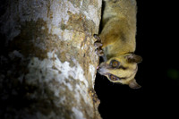Pale fork-marked lemur