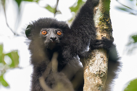 Milne-Edwards's sifaka