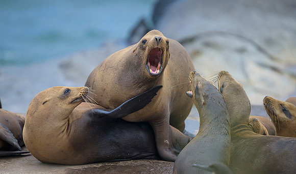 California Sea Lion