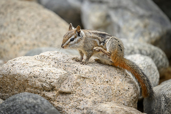 Chipmunks