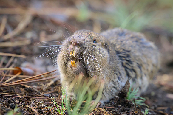 Pocket gopher