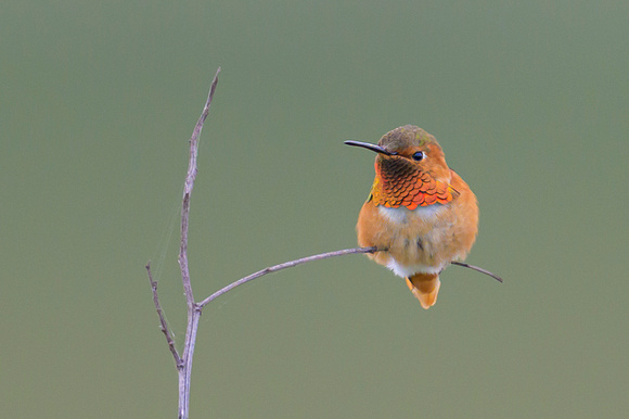Allen's hummingbird