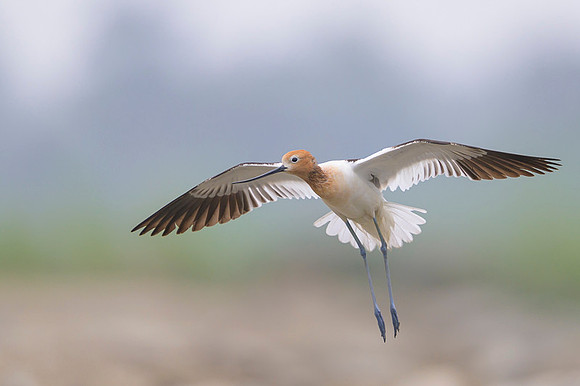 American avocet