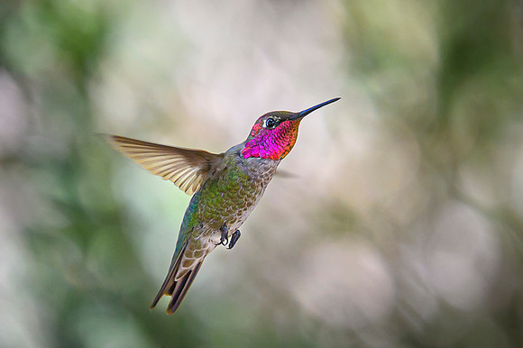 Anna's Hummingbird