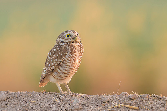 Burrowing owl