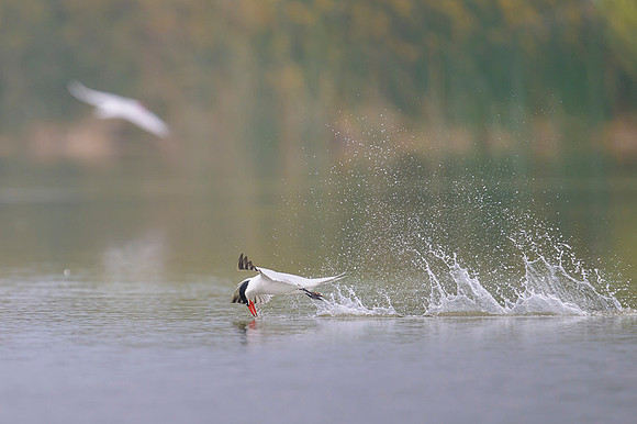 Caspian Tern