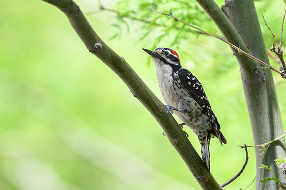 Downy Woodpecker