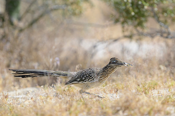 Road runner