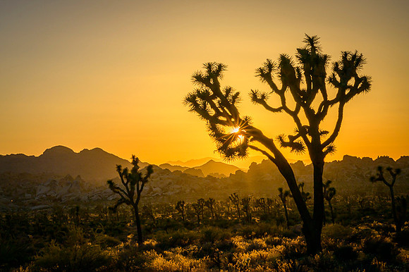 Joshua Tree National Park
